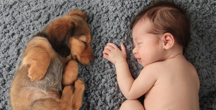 15 снимки, които доказват че кучетата са по-удобни от възглавниците
