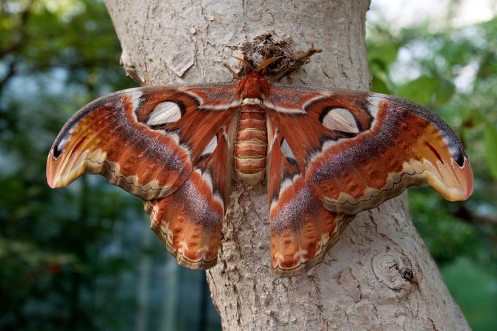 10 от най-уникалните и красиви пеперуди