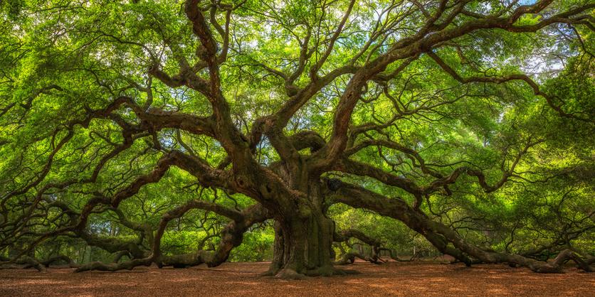 20 от най-прелестните дървета на света