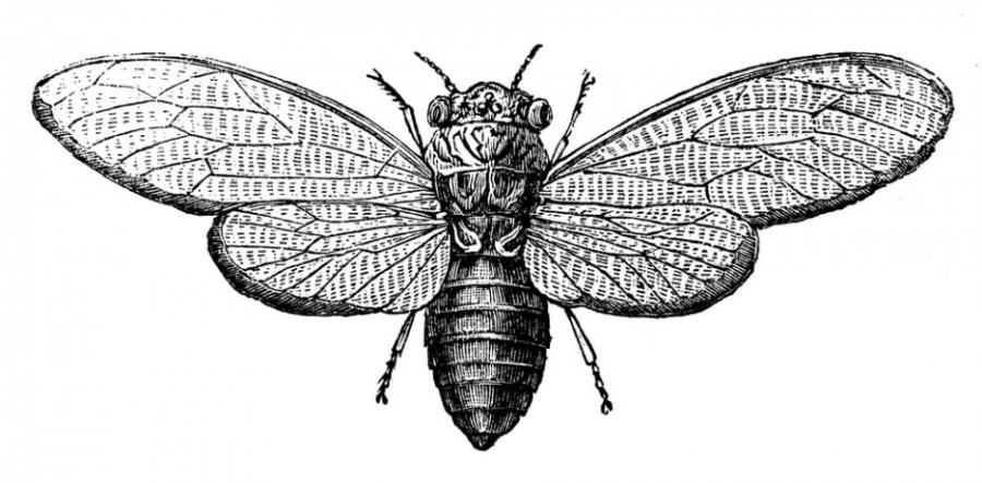 Cicada 3301 – най-мистериозната интернет загадка въобще