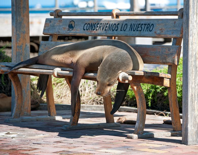 20 животни, които спят където им падне