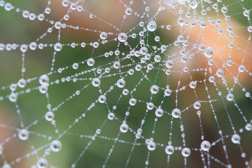 Паяците настройват мрежата си като струни на китара