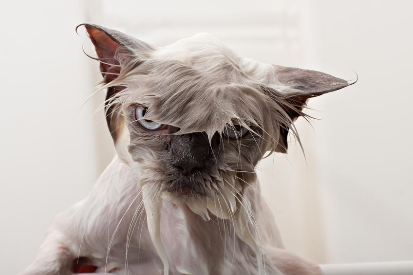 20 изключително смешни снимки на мокри котки