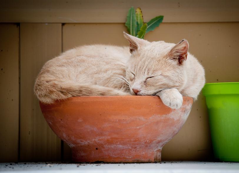 15 котки, които вероятно не би трябвало да поливате