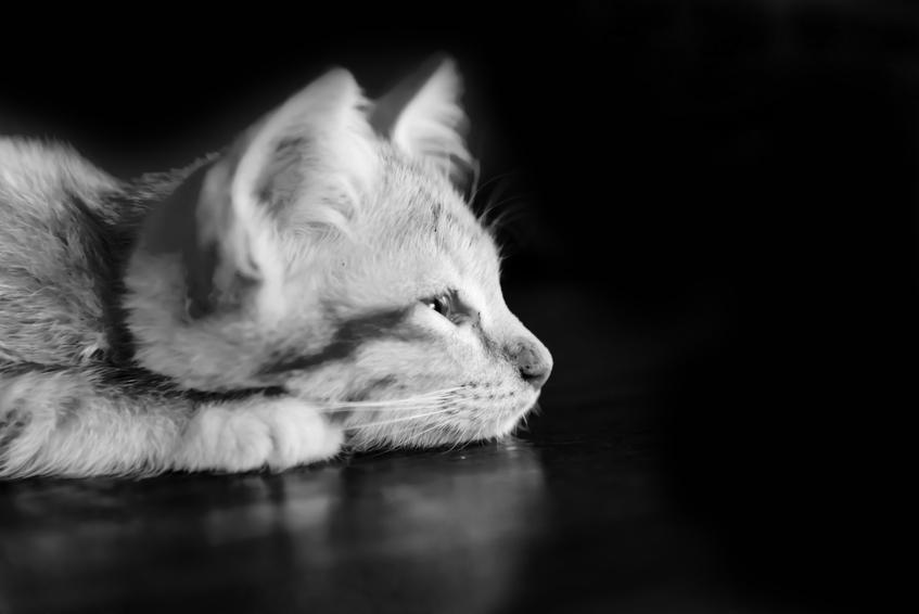 Мистериозният живот на котките: 33 страхотни черно-бели фотографии