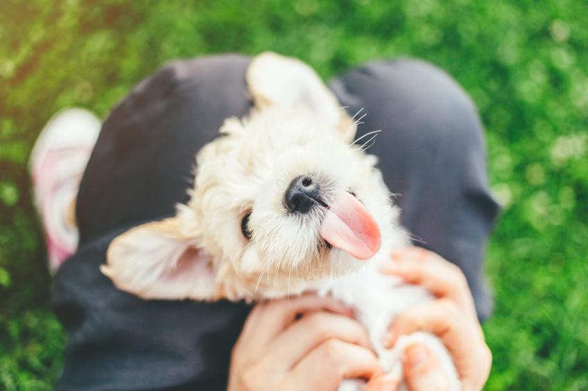 Това са 21 от най-сладките мънички кученца, които някога сте виждали