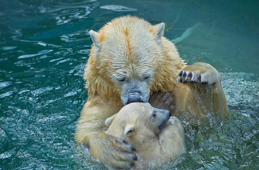 20 животни, които знаят, че майчината любов е най-силната