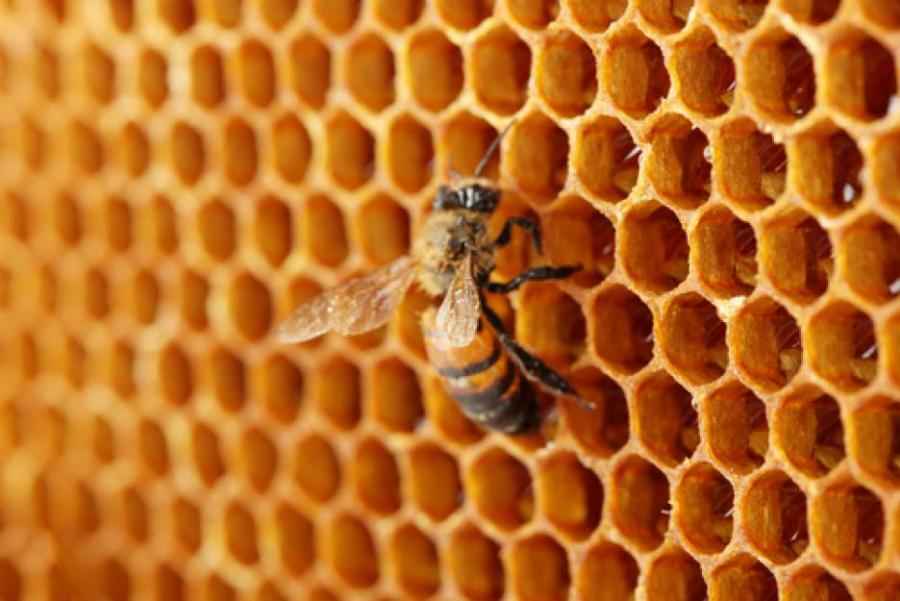 Учени откриха медоносни пчели с няколко бащи и дори една без майка