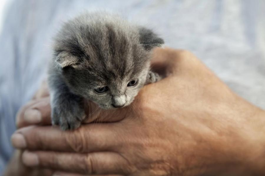 Котенца опитват неща за пръв път - едно сладко видео