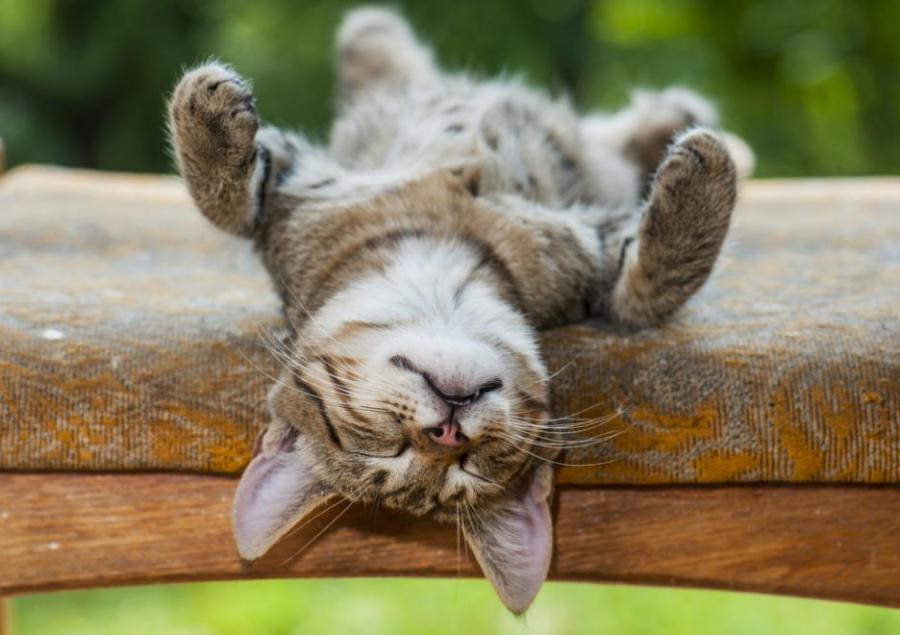 5 страхотни начина, по които котките се предпазват от летните жеги