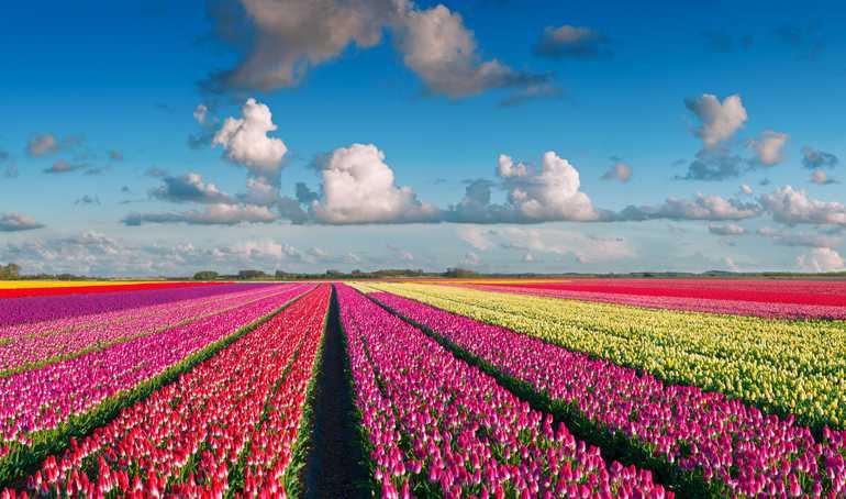 15 невероятно цветни полета с пролетни цветя от целия свят