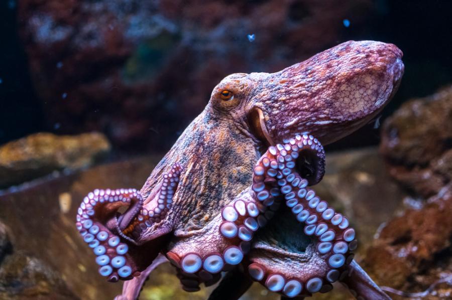 Това видео на октопод, ходещ по земя, е невероятно