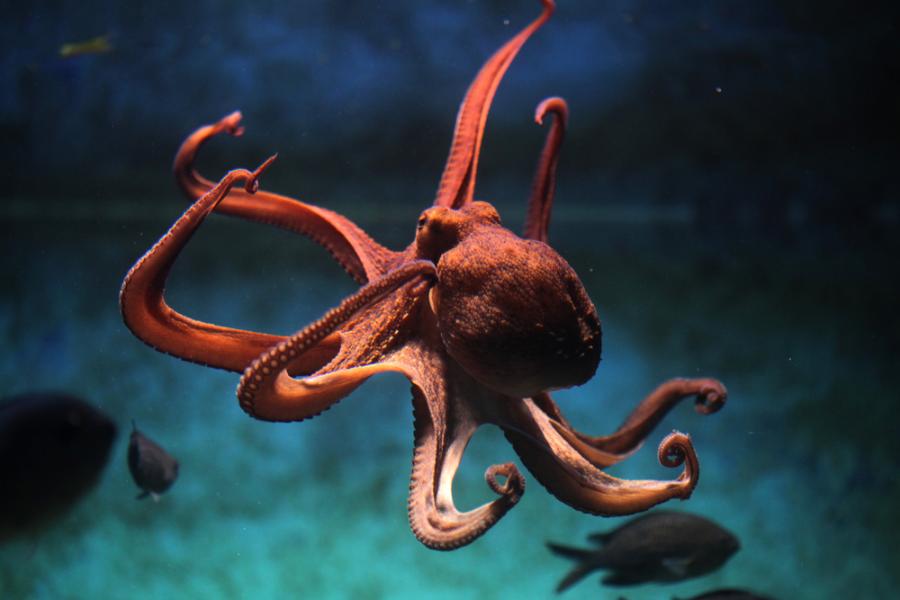 Истински факти за октоподите, поднесени по особено забавен начин
