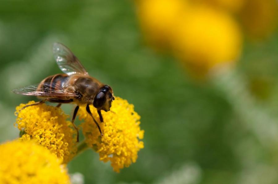 Рояците пчели функционират като гигантски мозък, където всяка пчела е нервна клетка