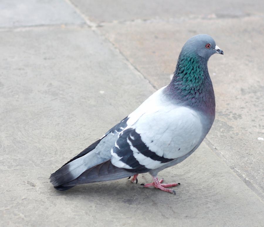 Защо гълъбите ходят така?