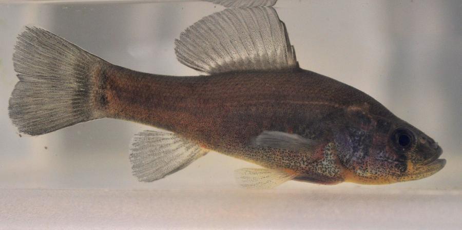  Невидима риба заблуждава враговете си - и ние знаем защо