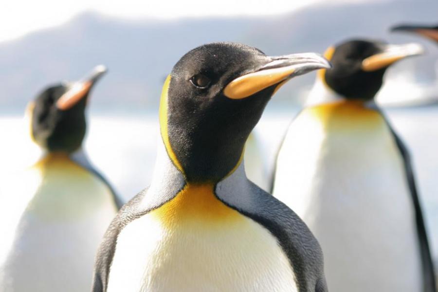Пингвините нямат вкус за сладко, установиха учени