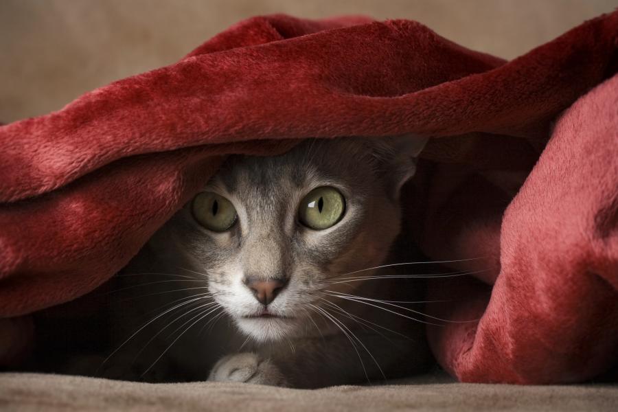 15 невероятни тайни, които вашата котка крие от вас