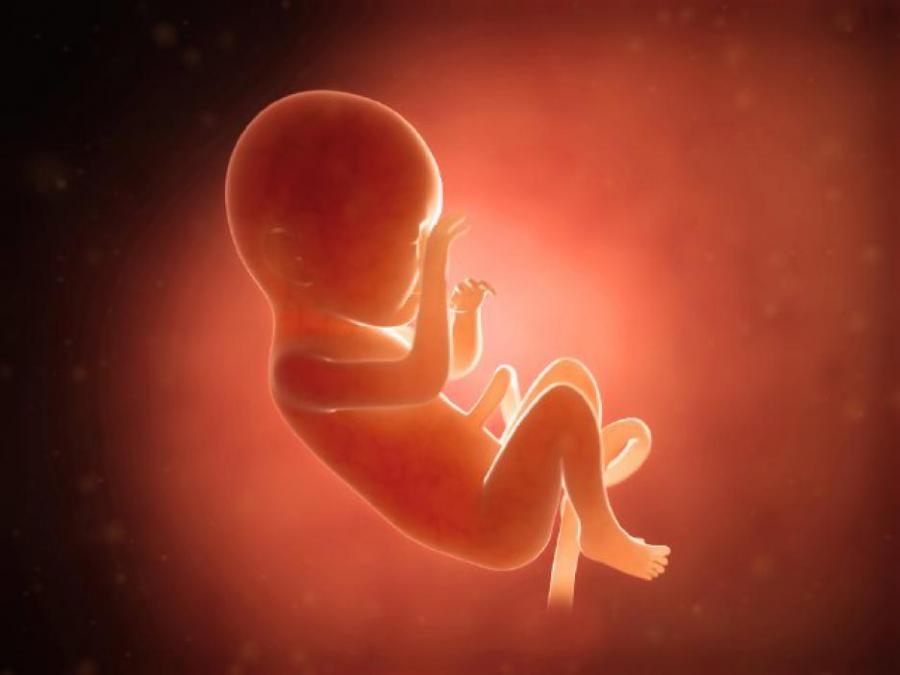 Ембрионите растат „на филийки“, за 48 ч. фигурата е изваяна