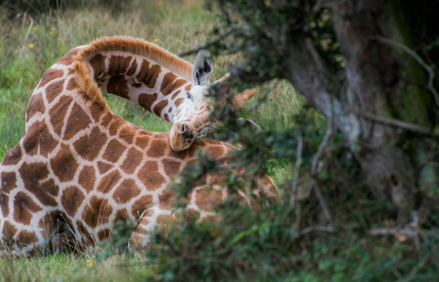 Ето как спят жирафите