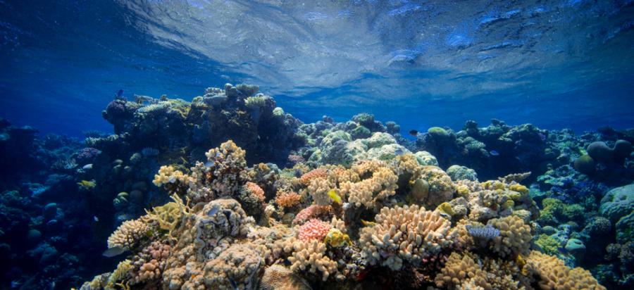 Състоянието на Големия бариерен риф се влошава заради климатичните промени
