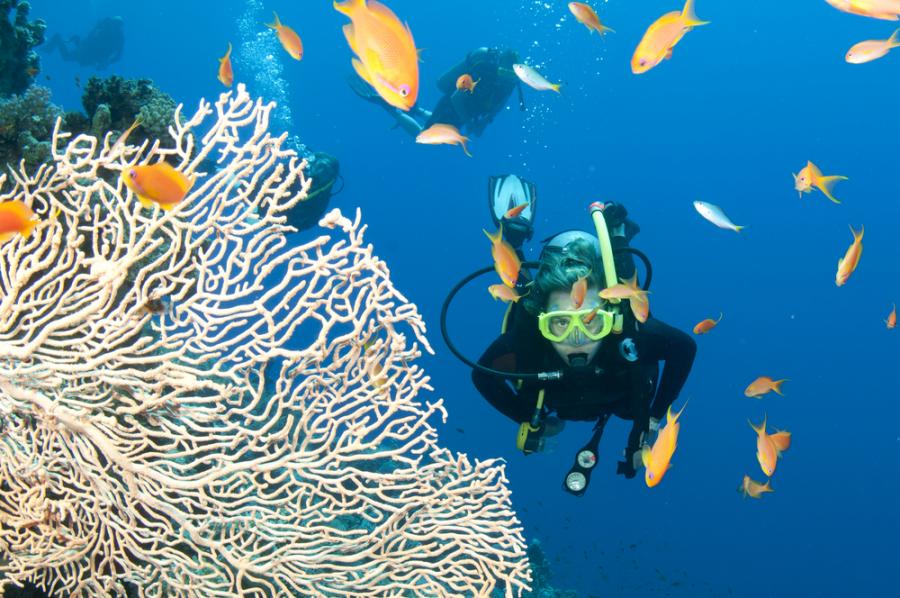 15 сюрреалистични снимки от Големия бариерен риф 