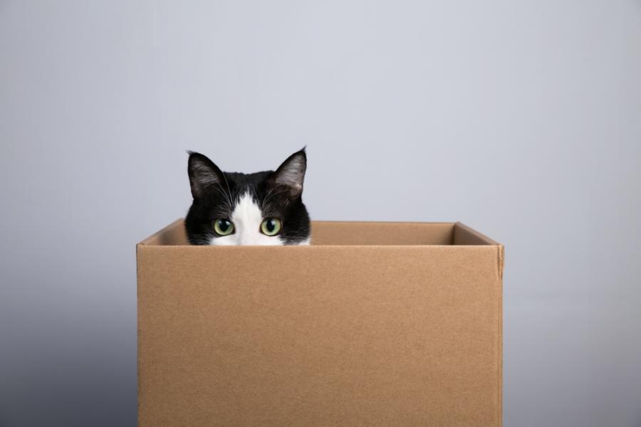 Защо котките са луди по кутии, кашони и всякакви тесни пространства?