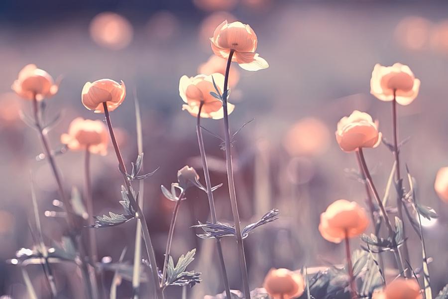 Красивите трикове на цветята