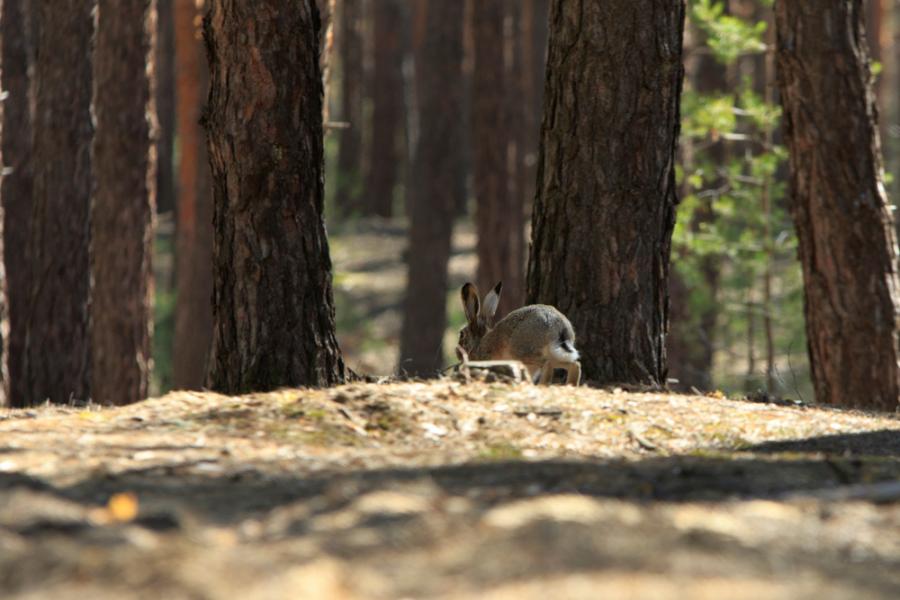 Притча за най-опасния капан