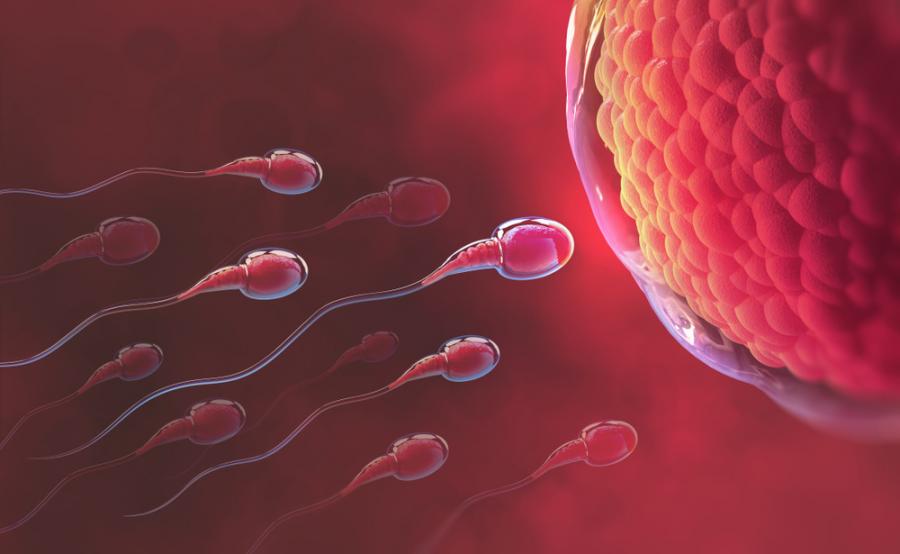 Учени установиха на каква възраст се увеличава вероятността от зачеването на нездрав ембрион