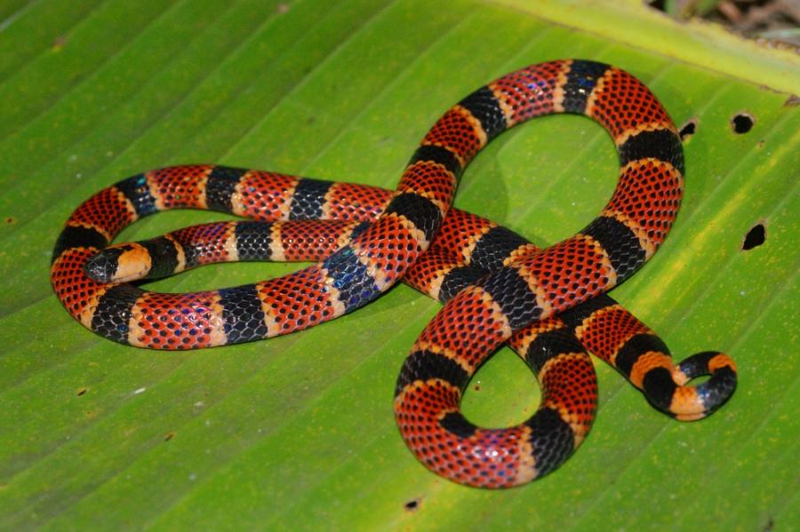 Отровата от тази красива змия убива по ужасен начин