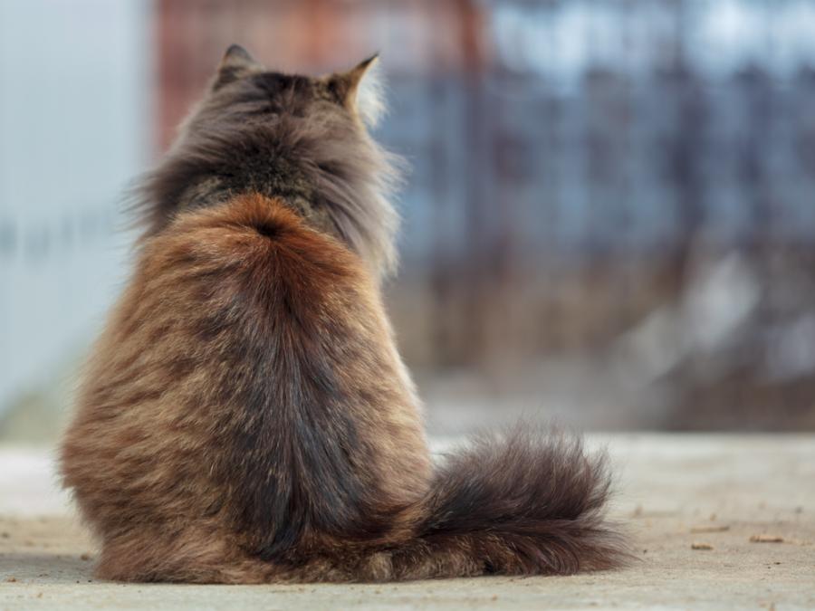 Котките си знаят името, въпреки че се преструват, че не ви разбират