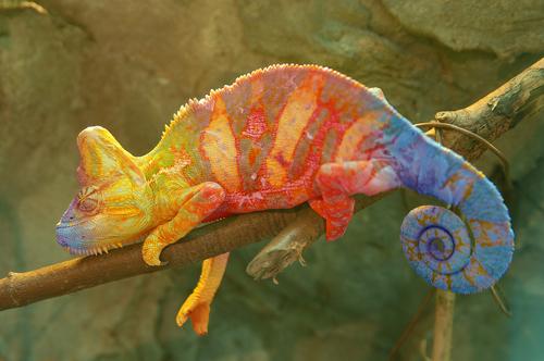 Ето как хамелеонът променя цвета си