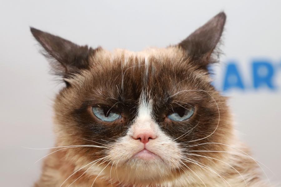 Grumpy Cat, една от най-известните котки в света, почина