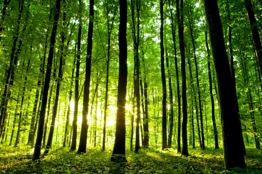 Трябва да се проведе спешно обществено обсъждане за бъдещето на старите гори в България
