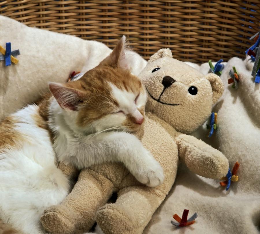 15 животни, спящи и гушкащи се с плюшени играчки