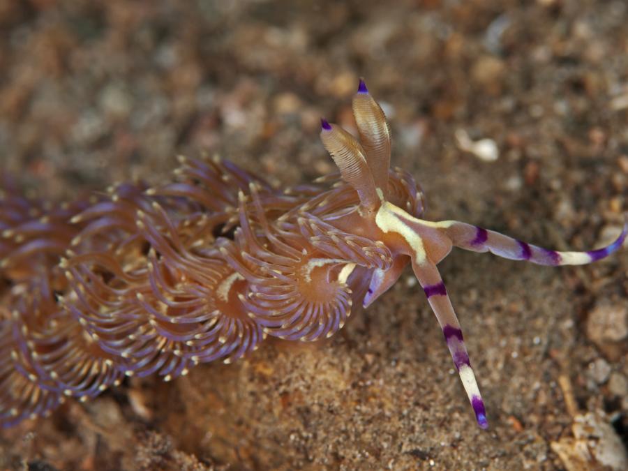 Видео: Танцуваш, красив и ... отровен