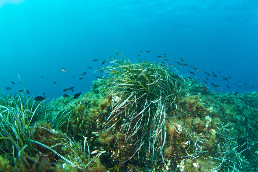 Живи организми на дълбочина 1960 метра в Черно море