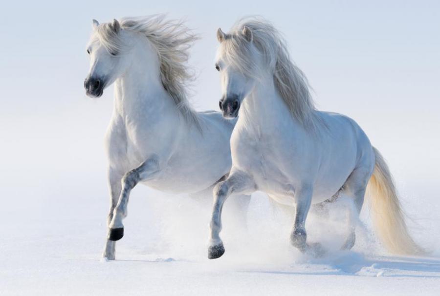 20 фотографии, посветени на красотата на конете