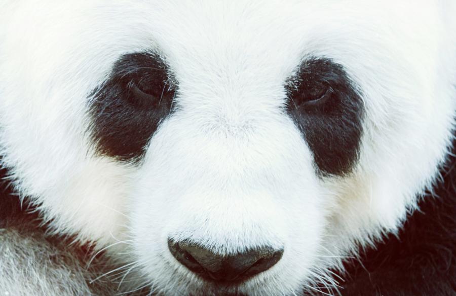 Заснеха рядък вид панда албинос в Китай