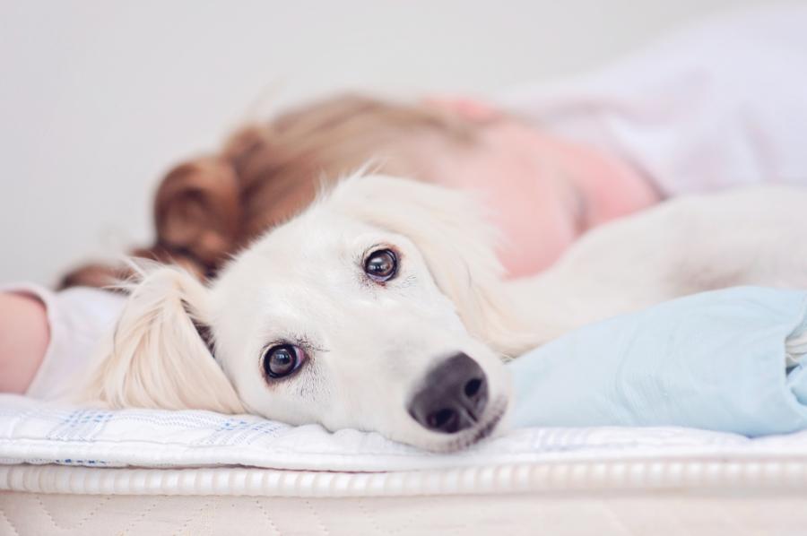 Трябва ли да оставяте кучето да спи в леглото ви?