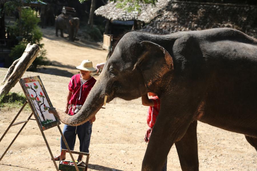 Животните: Необикновените художници
