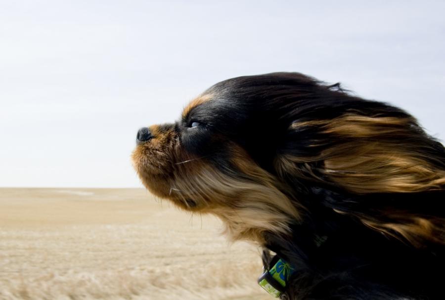 15 забавни кучета, които обичат да се возят в кола повече от всичко на света