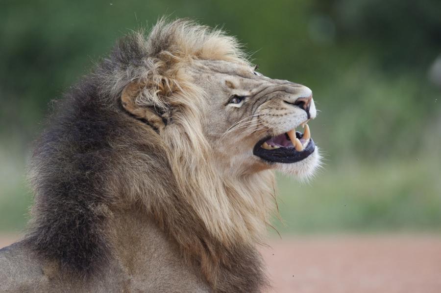 Летящ лъв: бивол изстрелва хищника високо във въздуха