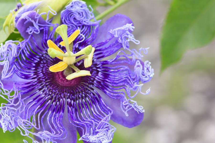 12 от най-красивите цветя на света | Обекти