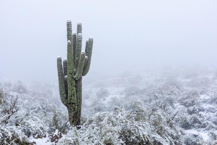 Падна сняг над пустинята Сонора и тези снимки са наистина красиви