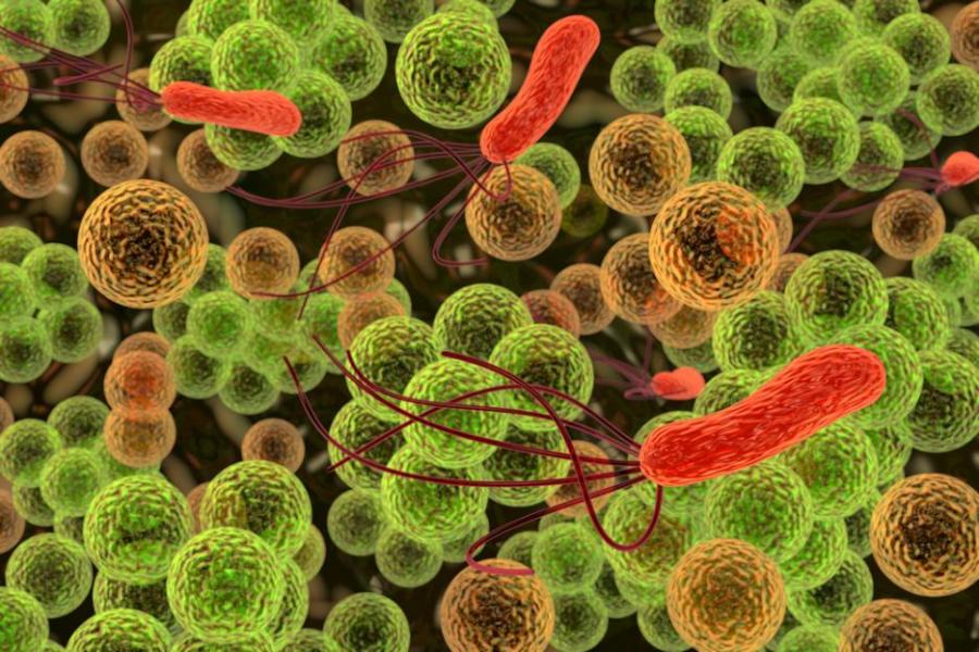 Ето как бактериите властват над нашето тяло