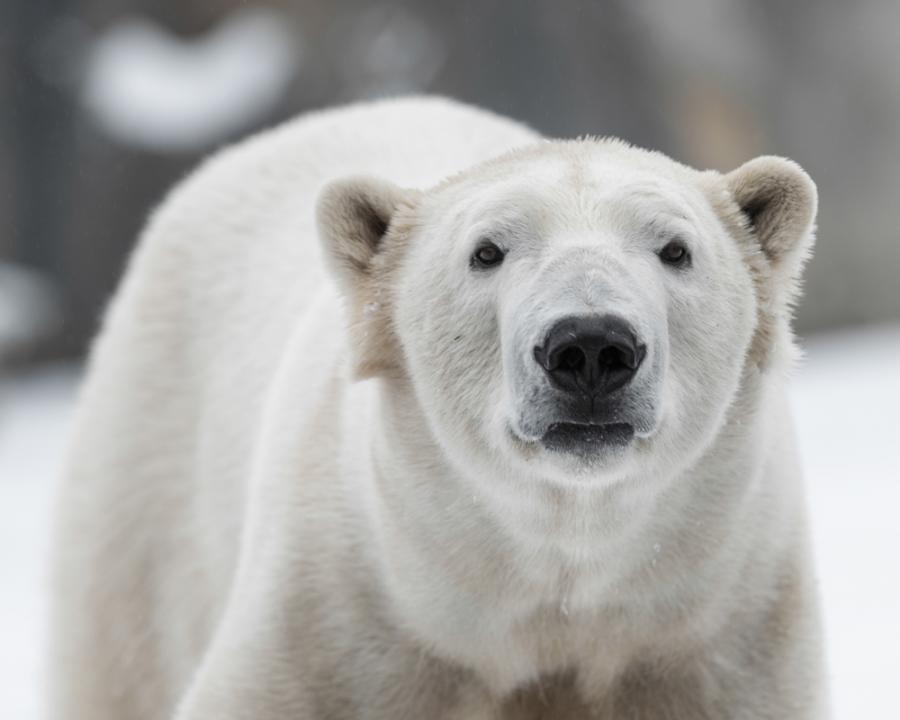 Руски изследователи прекарали седмици под обсада от бели мечки 