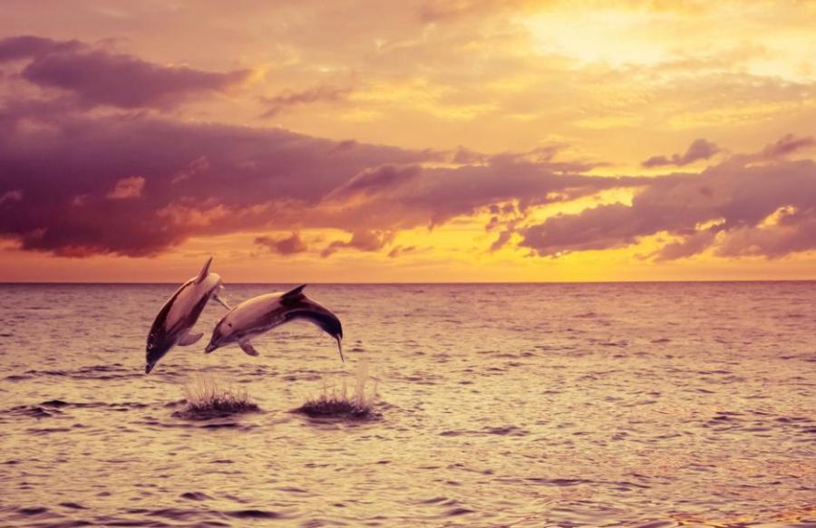 Защо делфините са толкова умни?