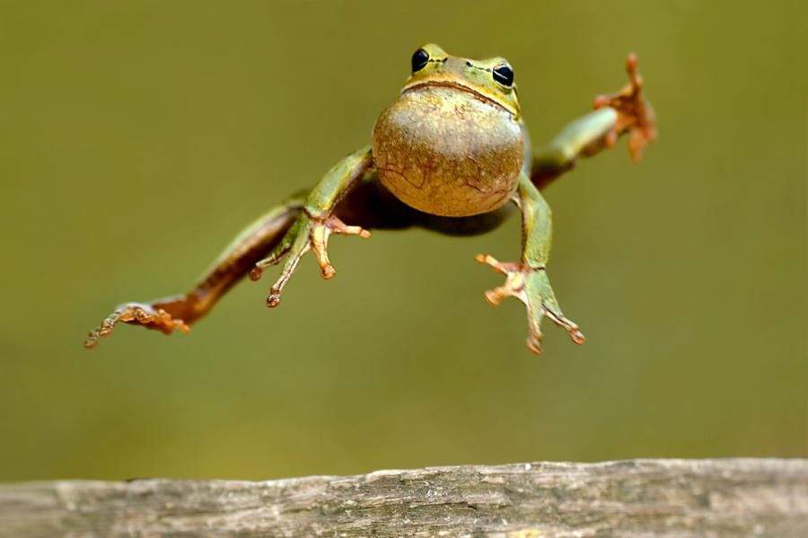 Жабите знаят да скачат, но още учат приземяването